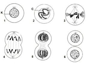 Cell division