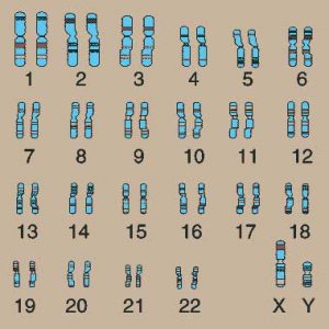 chromosomes