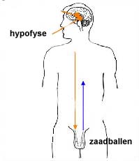 secretion of hormones
