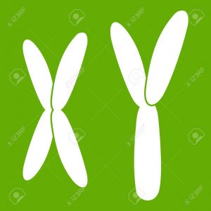 X & Y chromosomes