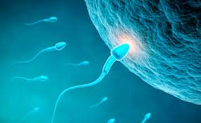 conception & embryonic stage