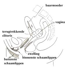 arousal woman